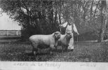 CPA - Le PERRAY (78) - Publicité Du Haras Du Perray , Les Moutons Oxford Down - Le Perray En Yvelines