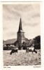 Voorthuizen: N.H. Kerk  - (Grazende Koeien)  - Gelderland - Nederland - Barneveld