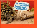 Tortue - Escargot : Les Limitations De Vitesse "Animaux Humoristiques " Année 1973 (écrite, Oblitérée) - Schildpadden