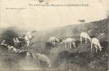 - Ref K 443 - Puy De Dome - Un Paturage De Moutons A Combronde - Mouton  - - Combronde