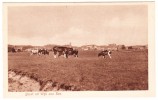 Groet Uit Wijk Aan Zee -  ( Grazende Koeien, Dorpsgezicht) -  Noord-Holland/Nederland - Wijk Aan Zee