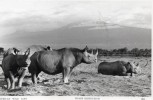 AFRICAN WILD LIFE  *** RHINOCEROS NOIR - Rhinocéros