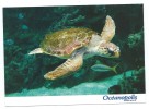 14744 - AQUARIUM OCEANOPOLIS BREST - TORTUE CARETTE OU CAOUANNE - Turtles