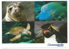 14745 - AQUARIUM OCEANOPOLIS BREST - TORTUE  - PHOQUE- MANCHOT GORFOU - POISSON NAPOLEON - Turtles