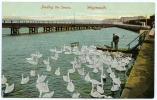 WEYMOUTH : FEEDING THE SWANS - Weymouth