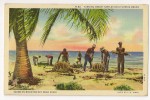 T989 - Nr 83 - Turning Green Turtles On A Florida Beach - Scene On Biscayne Key Near Miami - Key West & The Keys