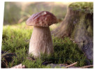 (830) Mushroom -  Champignon - Pilze