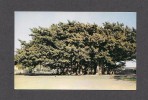 FLEURS - ARBRES - BANYAN TREE - PHOTO BY IRVING ROSEN - Árboles