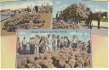 Key West Florida, Sponge Industry, C1930s Vintage Linen Postcard - Key West & The Keys