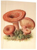 (336)  Mushroom - Chamignon - Pilze