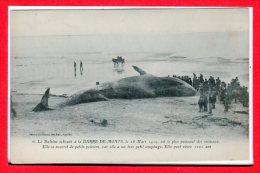 85 - La Baleine échoué à La BARRE De MONTS , Le 28 Mars 1919.... - Beauvoir Sur Mer