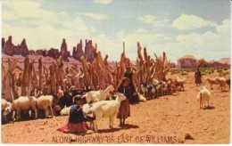 Williams Arizona On Route 66, Navajo Sheep Herd Scene, C1960s Vintage Postcard - Ruta ''66' (Route)