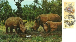 KENYA  KENIA   White Rhinoceroses  Rinoceronte Bianco  Nice Stamps Shell Theme - Rhinozeros