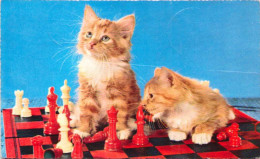 Chats Sur Un échiquier - Chess