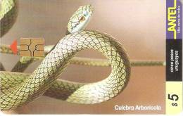 Nº 87 TARJETA DE URUGUAY DE UNA CULEBRA ARBOLICOLA (SNAKE-SERPIENTE) - Uruguay