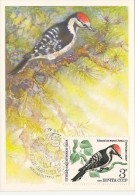 BIRDS, LESSER SPOTTED WOODPECKER, CM, MAXICARD, CARTES MAXIMUM, OBLIT FDC, 1979, RUSSIA - Spechten En Klimvogels