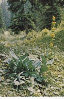 CPSM 10X15 . Fleurs De Montagne.  Une  GENTIANE - Landwirtschaftl. Anbau