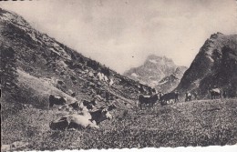 Cp , ANIMAUX , Vallée Du Queyras , Le Mont Viso (3845 M.) , à Droite, La Roche Taillante (3200 M.) - Mucche