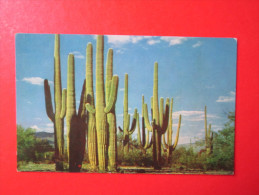 Arizona Desert Cactus Tree Postcard - Alberi