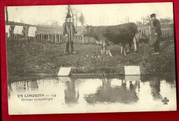 MBL-27  En Limouzin, Groupe Sympathique. Berger Et Vaches, Précurseur.  Non Circulé - Limousin