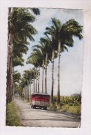 CPM PHOTO GUADELOUPE, ROUTE DE BASSE TERRE En 1963!! - Basse Terre