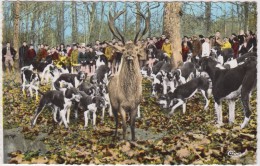 Delcampe - Vibraye. Chasse à Courre En Forêt. Cerf Aux Abois. - Vibraye