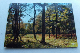 Forêts Et Rivières - Les Grands Arbres Fluets, Aux Feuilles Sobres Et Rares...Théophile Gauthier - Bomen