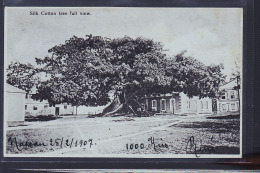 BAHAMAS COTON 1907 - Bahama's