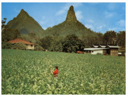 (654) Australia - (older Postcard) - QLD - Glass House Mountains Tobacco Farm - Gold Coast