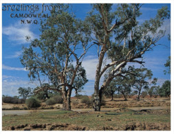 (654) Australia - (older Postcard) - Central Australian River Gums - Unclassified