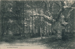 CLÉRÉ - Terre De CHAMPCHEVRIER - Le Chêne Pommier - Cléré-les-Pins