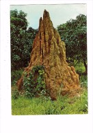Congo - BRAZZAVILLE - Vue D'une Termitière - Route Nationale N°1 - Madibou - 1988 - - Brazzaville