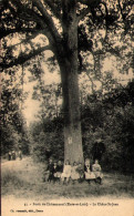 Forêt De Châteauneuf - Le Chêne St-Jean - Châteauneuf