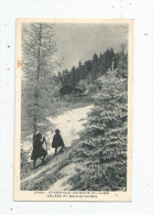 Cp , Arbres , 74 , SAINT GERVAIS LES BAINS En Hiver , Méléze Et Sapins Givrés , écrite , Ed : Braun - Arbres