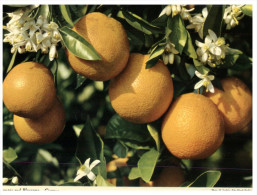 (333) Cyprus Oranges - Bäume