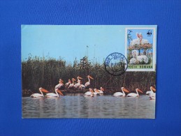 Maximum Card, Pelikaan, Pelican, WWF, (4 Items) - Pélicans