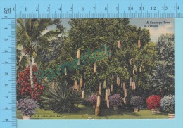 USA Florida ( A Sausage Tree In Florida ) Linen Postcard CPSM 2 Scans - Alberi