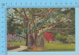 USA Florida ( Giant Banyan Tree  ) Linen Postcard CPSM 2 Scans - Bäume