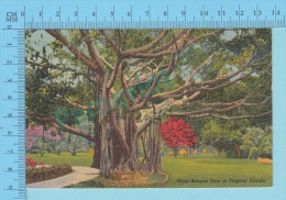 USA Florida ( Giant Banyan Tree  ) Linen Postcard CPSM 2 Scans - Trees