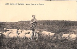 CARTE POSTALE ORIGINALE ANCIENNE : BERGER FILANT SUR DES ECHASSES MOUTONS  ANIMEE  LANDES (40) - Viehzucht