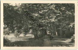 Greiz - Allee Im Park - Foto-Ansichtskarte - Verlag Trinks & Co Leipzig - Greiz