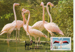 33018- FLAMINGO, BIRDS, MAXIMUM CARD, 1990, ROMANIA - Flamingo's