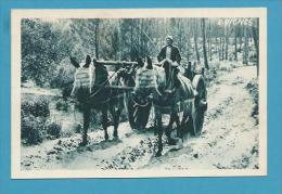 CPSM 2 - NOS LANDES - Attelage De Mules Landaises - Biscarrosse