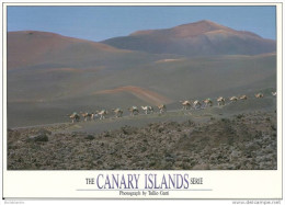 Iles Canaries, Lanzarote / Parque National Timanfaya, Montana Del Fuego / Volcan 'montagne Du Feu' / Dromadaires - Lanzarote