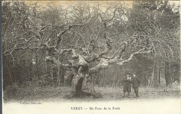 51 - VERZY - Un Faux De La Forêt - Verzy