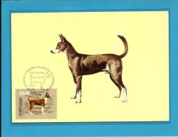 ABRANTES - 65.º Aniversário - Podengo - Cães De Raça Portuguesa - 14.06.1981 - PORTUGAL - CARTE MAXIMUM - MAXICARD - Cartes-maximum (CM)