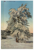 (DEL 626) Very Old Postcard - Carte Ancienne - Effet De Neige (tree) 2 Postcards - Bomen