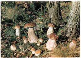 CPSM CHAMPIGNONS PYRENEES CUEILLETTE DANS NOS FORETS CEPES ? BOLETS ? - Champignons