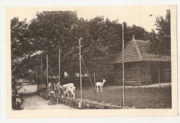 71 - Saone Et Loire - Chalon Sur Saone - Un Coin Du Parc Biches Biche Zoo 1950 - Chalon Sur Saone