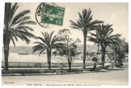 (DEL 716) Very Old Postcard - WWI Era - France - Nice Palm Tree - Trees